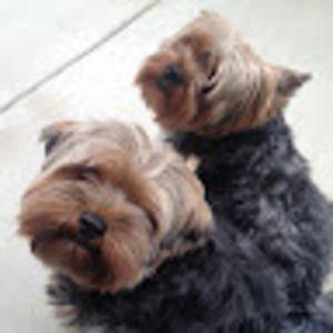 Meet your Posher, Bao